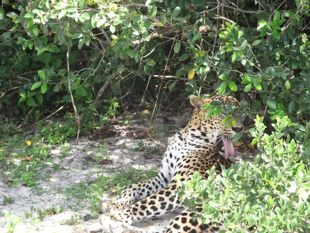 Wilpattu Green Cabin Achchamulai Екстериор снимка